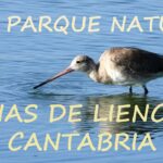 🏖️ Descubre las increíbles Dunas de Liencres: Un paraíso natural en Cantabria