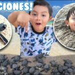 🏖️¡Descubre la magia de la 🐢 Playa Tortugas!: El paraíso costero que debes visitar